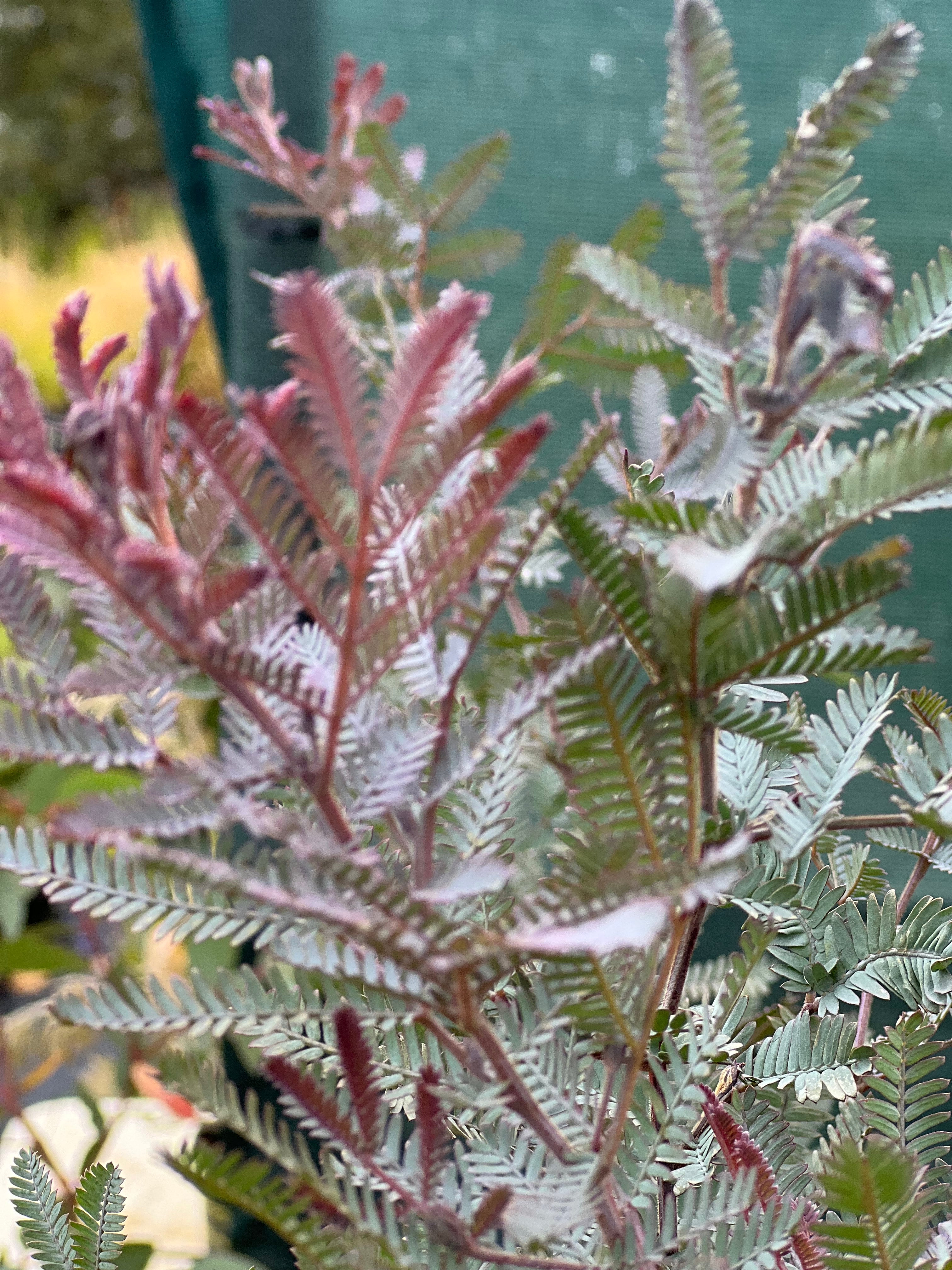 30 Blue Leafed Mimosa Tree Seeds For Planting Acacia Baileyana Purpurea