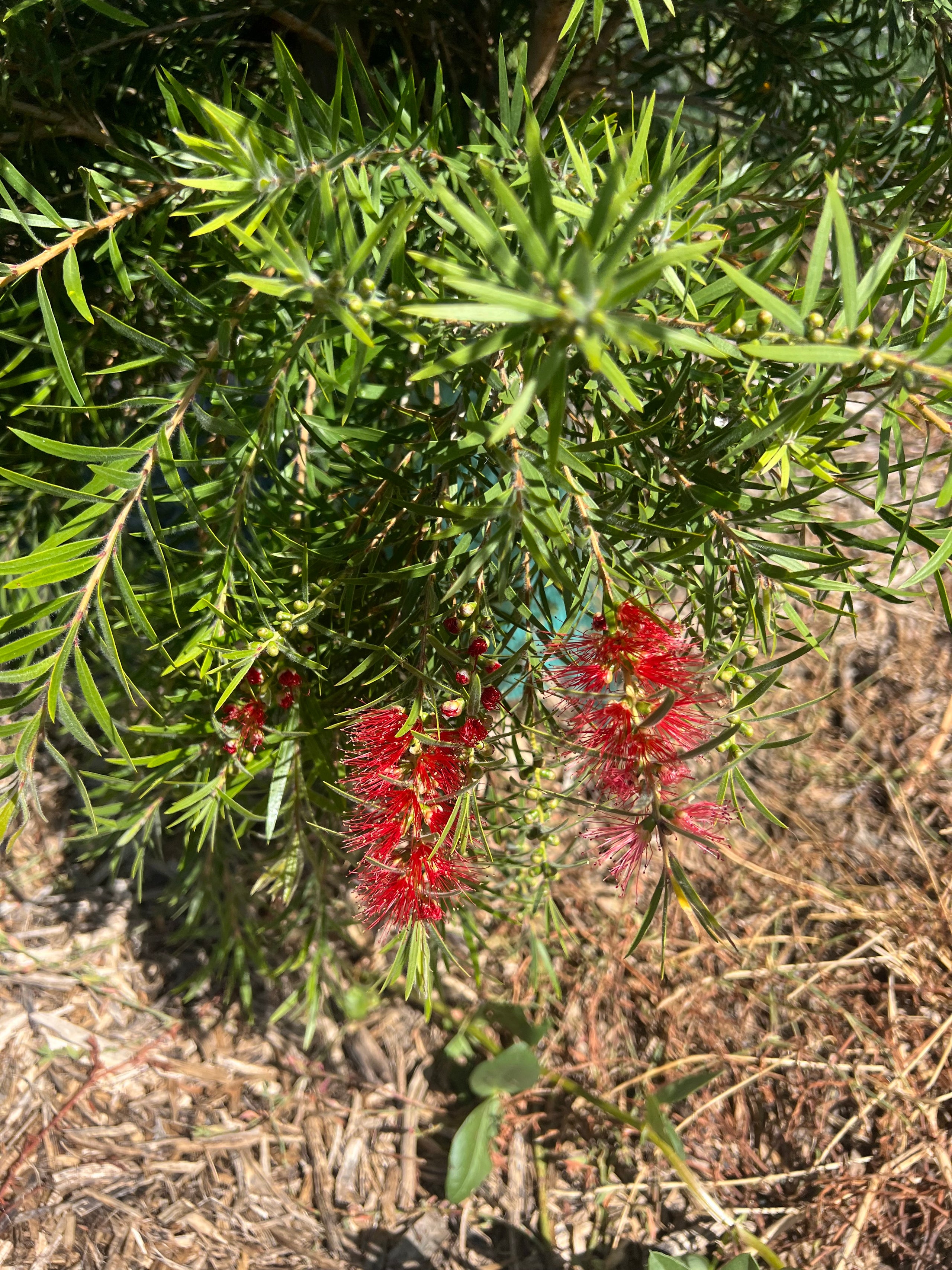 Callistemon Viminalis - Weeping Red Bottlebrush | Keringle Native Nursery